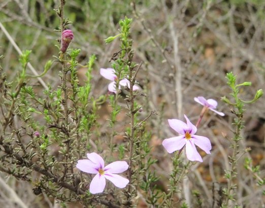 Jamesbrittenia tenuifolia branchlets